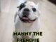 Manny the Frenchie: The World's Most Famous Frenchie