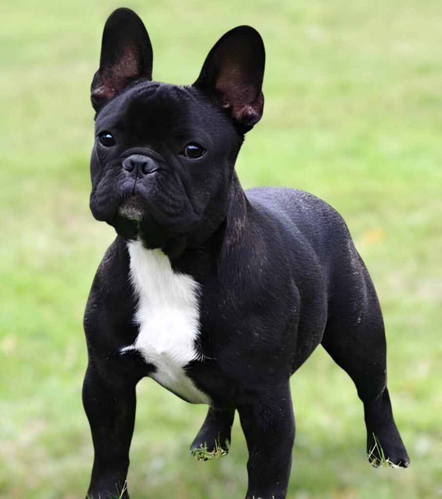 Brindle French Bulldog