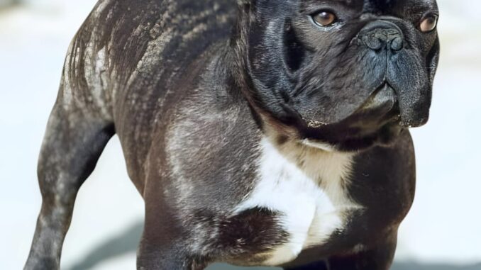 Brindle French Bulldog