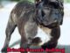 Brindle French Bulldog