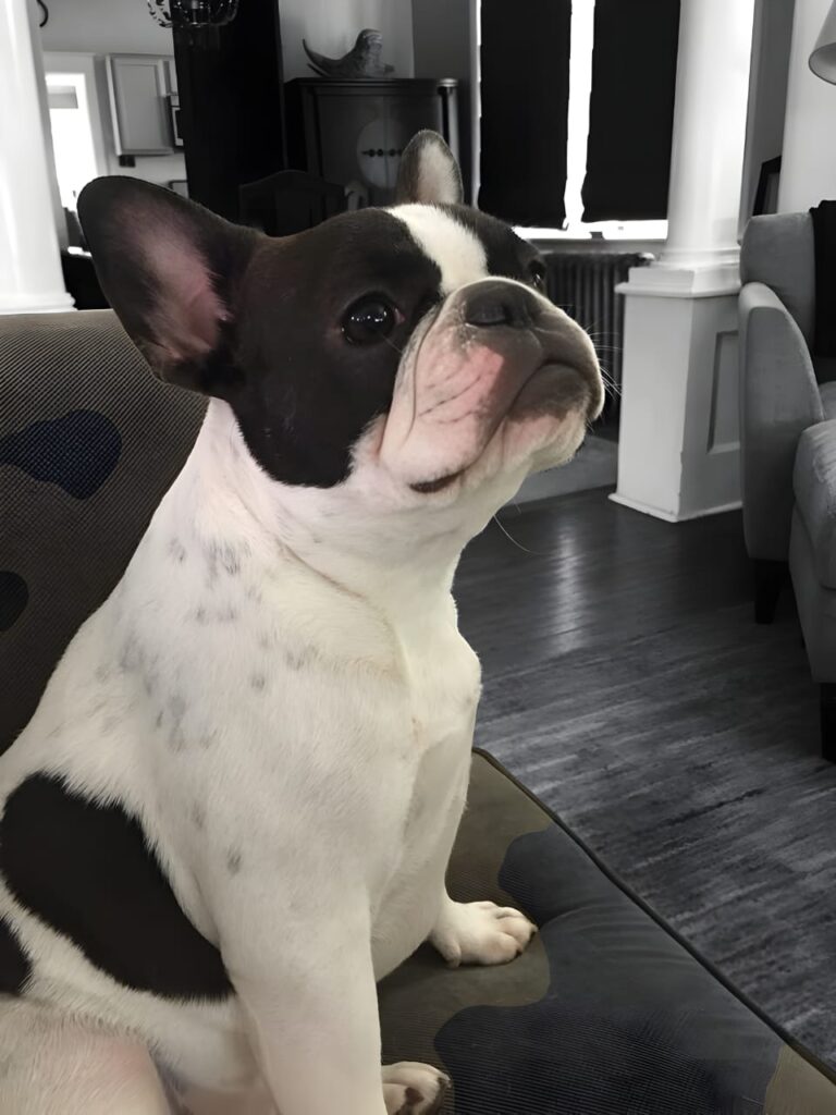 Pied French Bulldog Colors & Patterns: A visual Guide