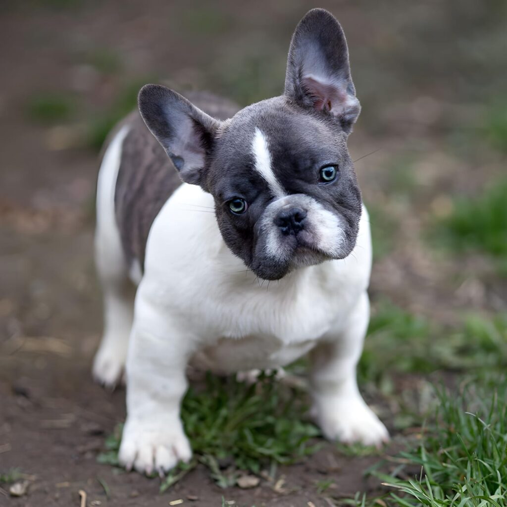 blue and white pied  French bulldog