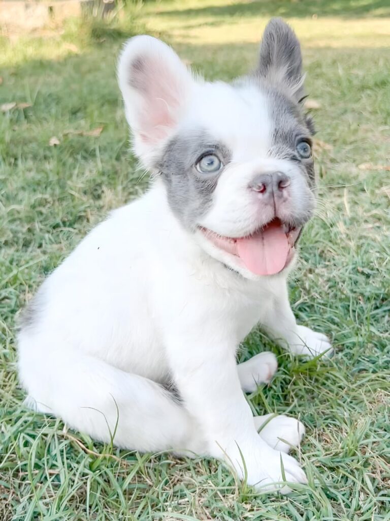 Lilac and white pied French bulldog