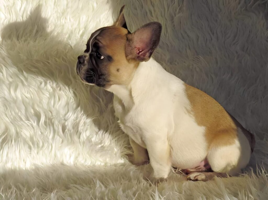 Brindle and white pied French bulldog