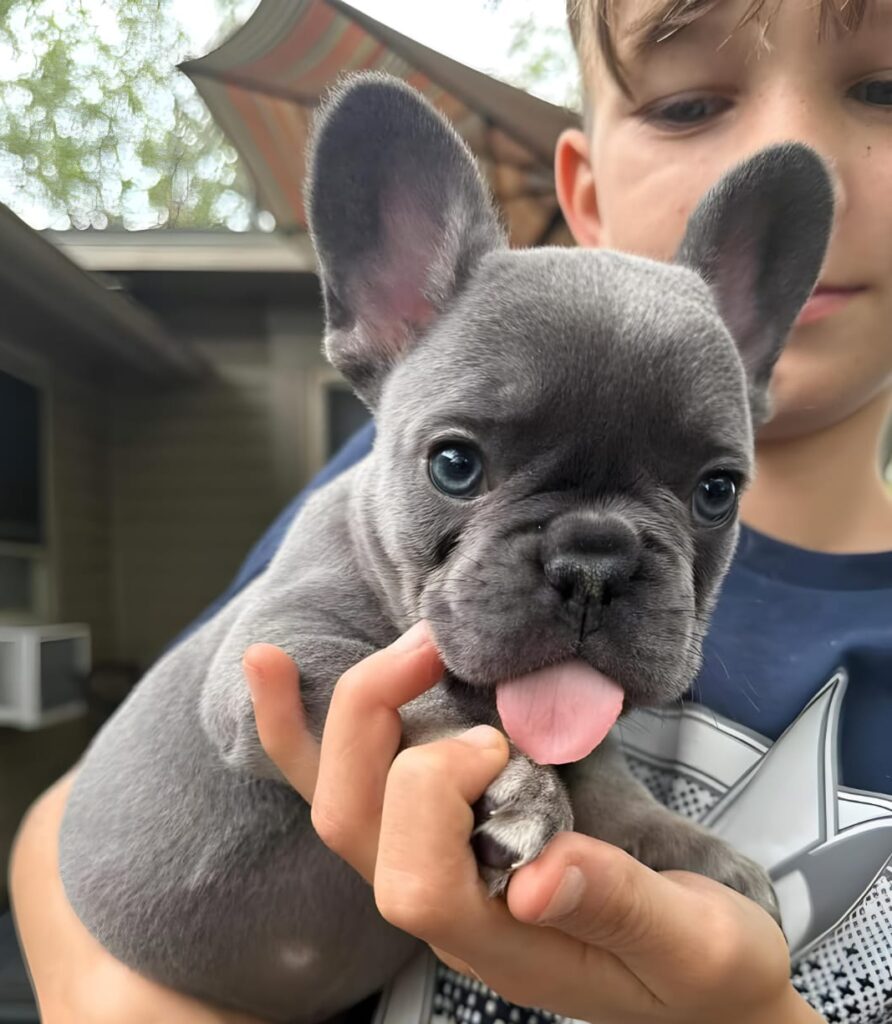 Lilac French bulldog Survival Guide: Ultimate Heart Care & Grooming Tips