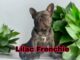 Top 5 Lilac French Bulldog puppies: A Essential Guide