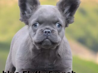 Blue Fluffy French Bulldog