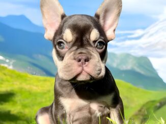 The Beautiful World of Chocolate French bulldogs: Top 4 Patterns and Coats Colors