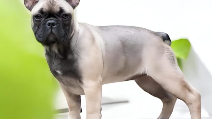 Sable Fawn French Bulldog