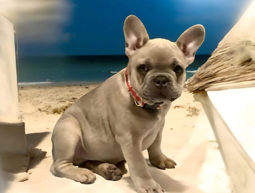 Sable Fawn French Bulldog