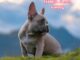 Isabella French bulldog