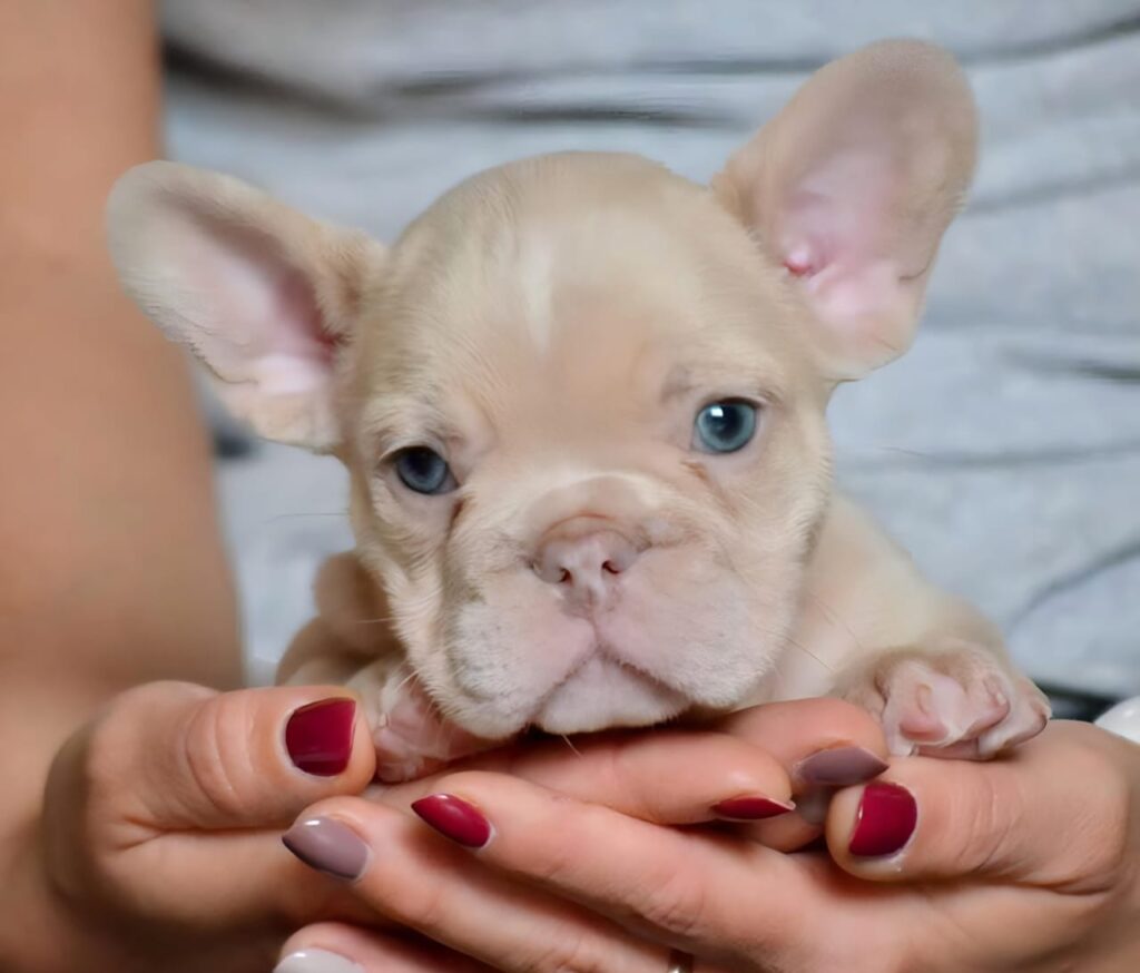 Isabella French bulldog