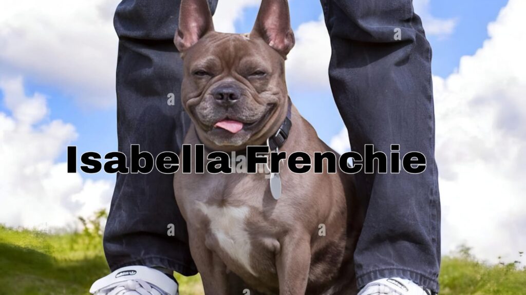 History and Origin of Isabella French bulldog